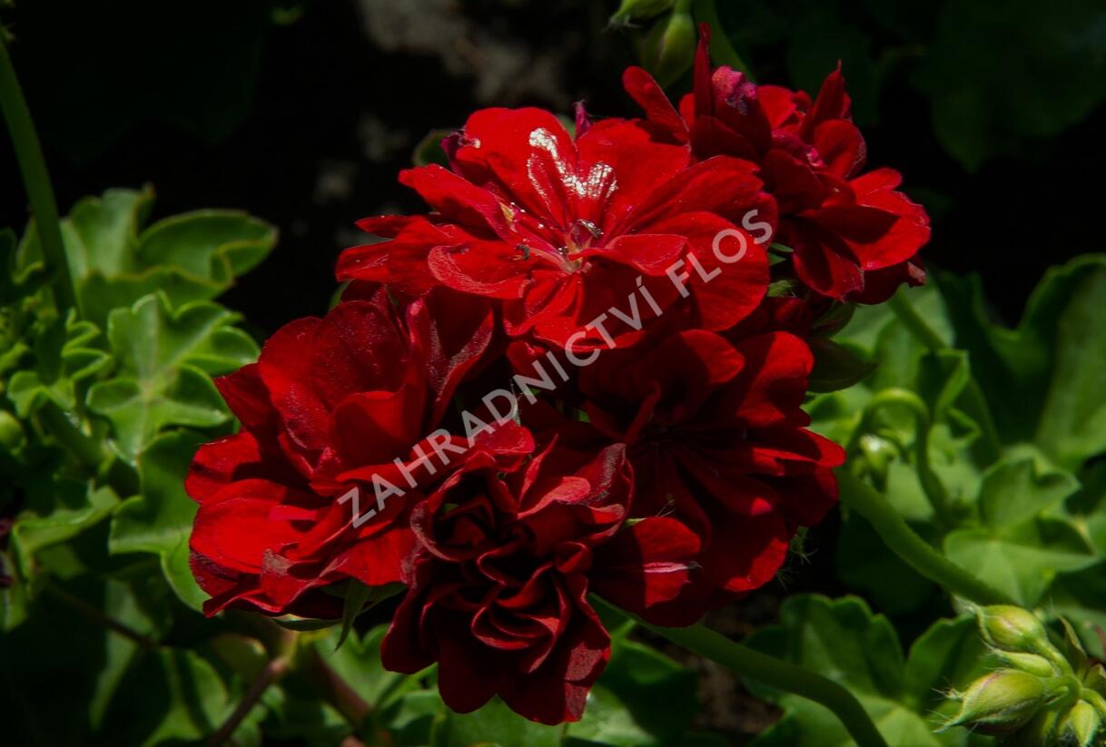 Muškát, pelargonie převislá plnokvětá 'Double Dark Red' - Pelargonium peltatum 'Double Dark Red'