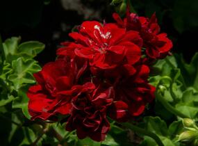 Muškát, pelargonie převislá plnokvětá 'Double Dark Red' - Pelargonium peltatum 'Double Dark Red'