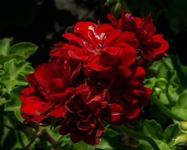 Muškát, pelargonie převislá plnokvětá 'Double Dark Red'