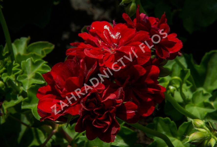 Muškát, pelargonie převislá plnokvětá 'Double Dark Red' - Pelargonium peltatum 'Double Dark Red'