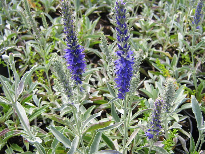 Rozrazil šedý 'Silbersee' - Veronica incana 'Silbersee'