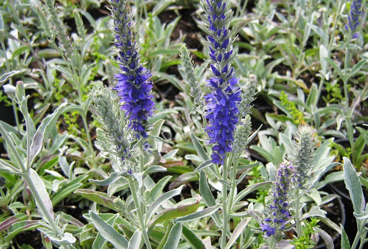Rozrazil šedý 'Silbersee' - Veronica incana 'Silbersee'