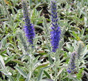 Rozrazil šedý 'Silbersee' - Veronica incana 'Silbersee'