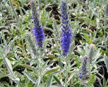 Rozrazil šedý 'Silbersee'