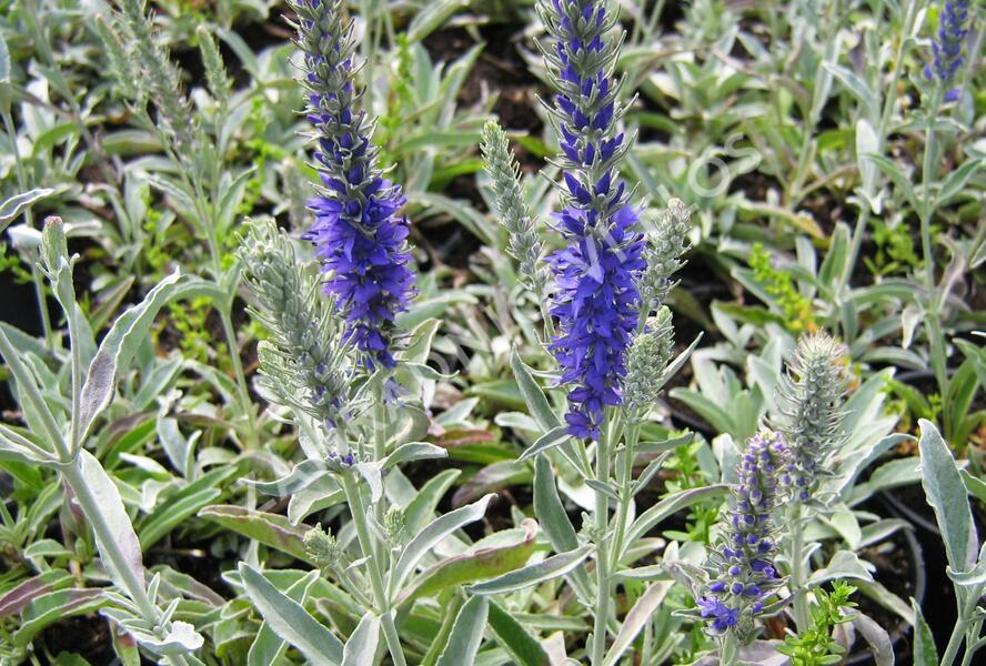Rozrazil šedý 'Silbersee' - Veronica incana 'Silbersee'