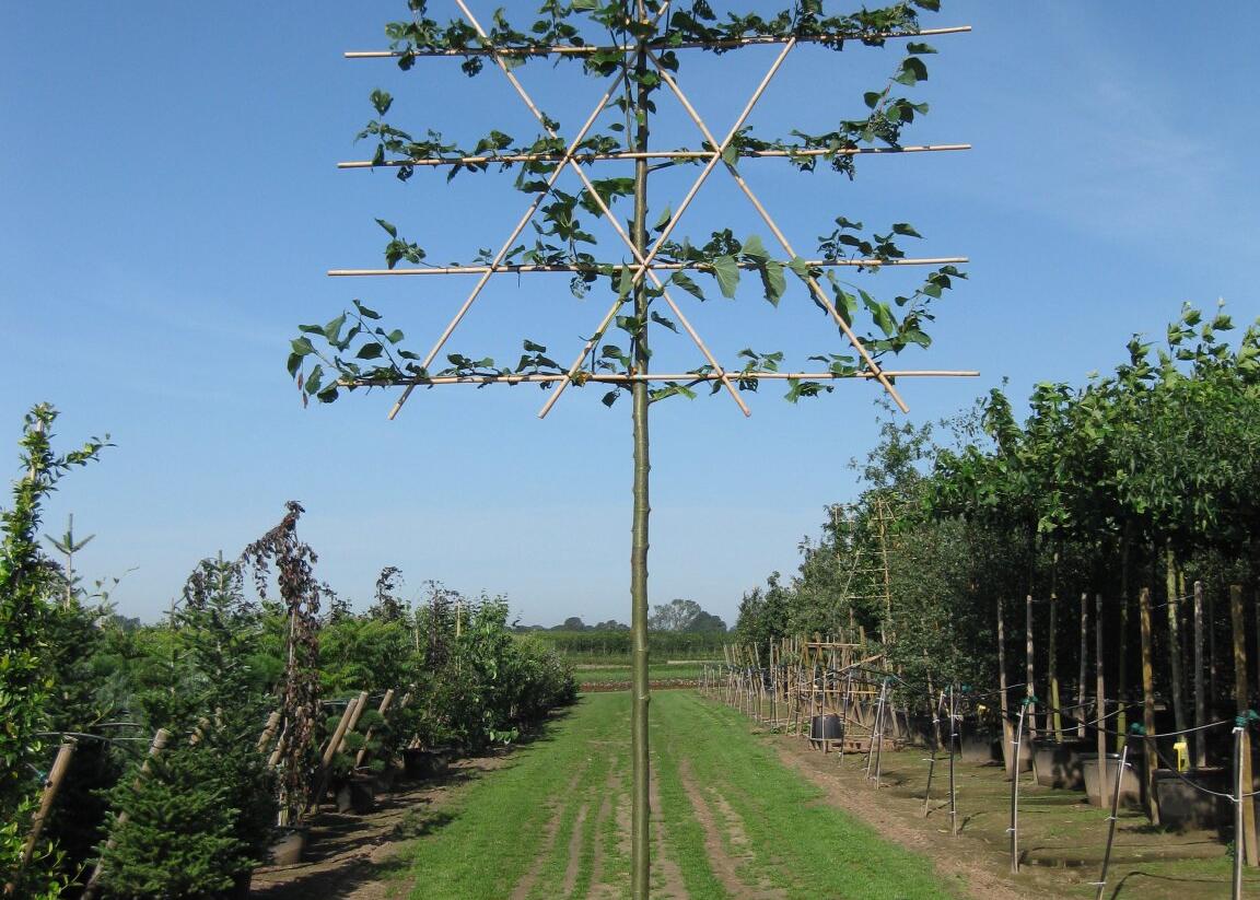 Lípa obecná 'Pallida' - špalír - Tilia vulgaris 'Pallida' - špalír
