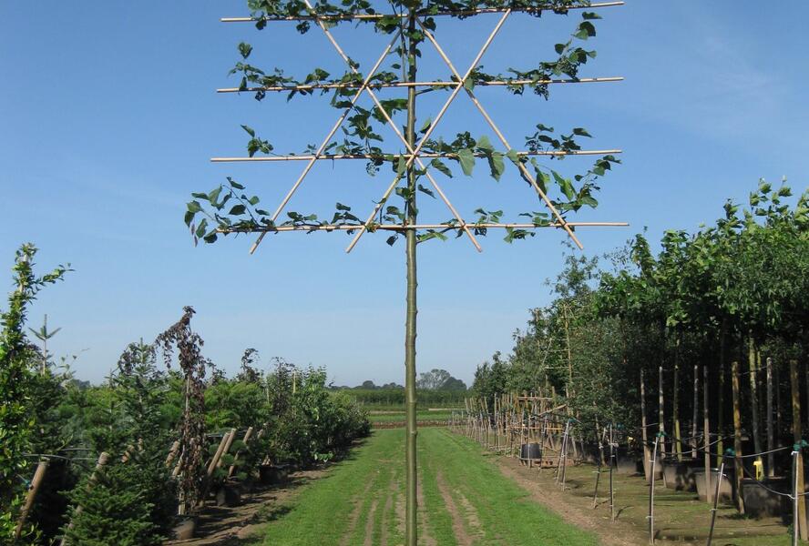 Lípa obecná 'Pallida' - špalír - Tilia vulgaris 'Pallida' - špalír
