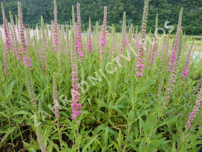 Rozrazil klasnatý 'Red Fox' - Veronica spicata 'Red Fox'