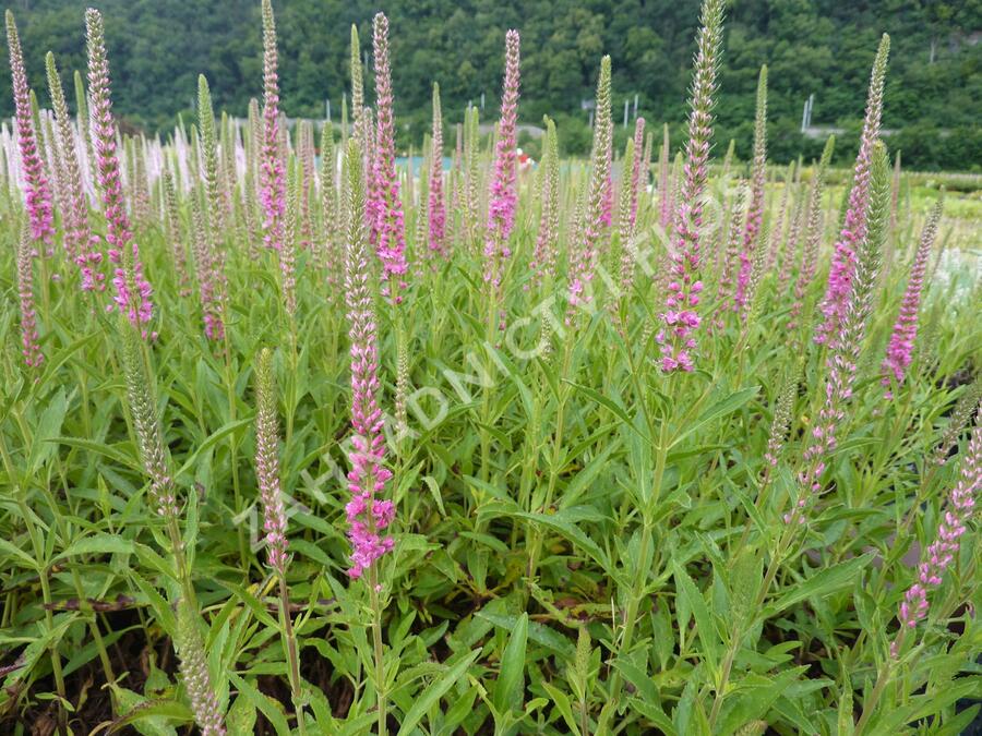 Rozrazil klasnatý 'Red Fox' - Veronica spicata 'Red Fox'