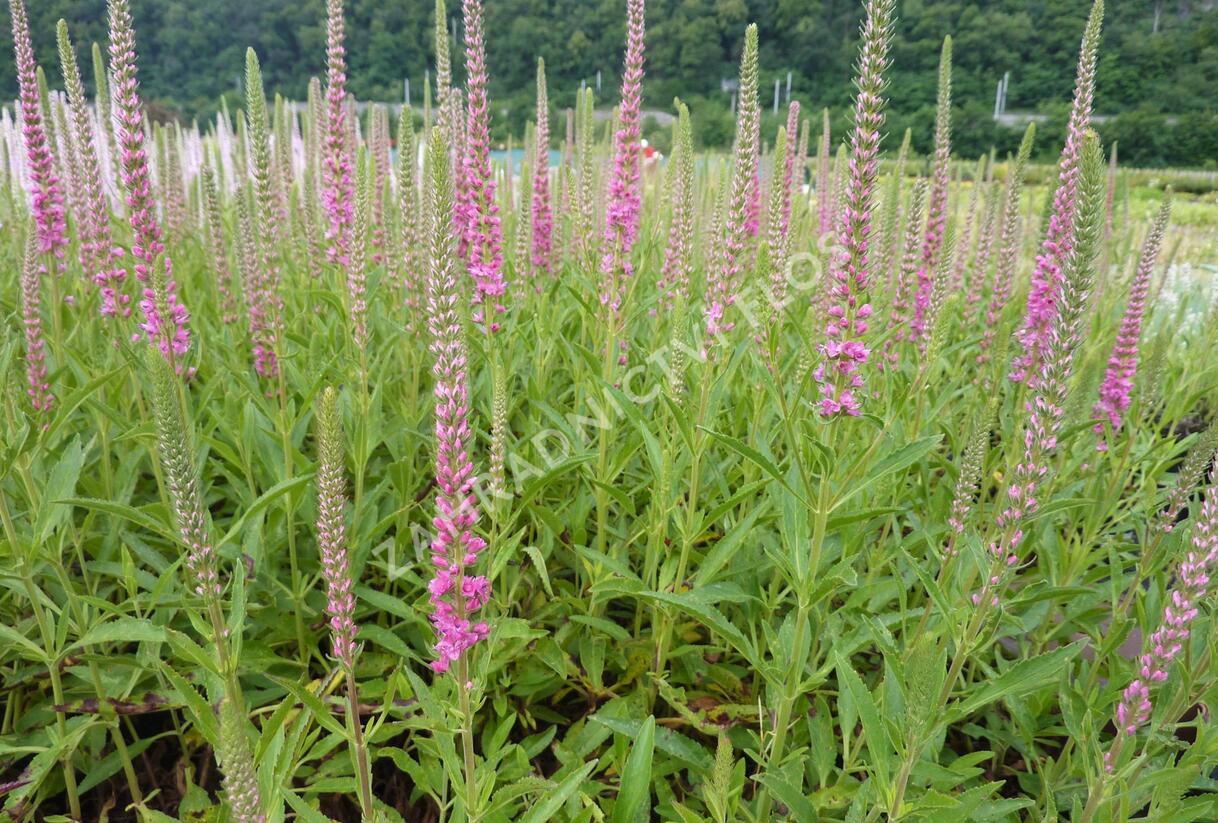 Rozrazil klasnatý 'Red Fox' - Veronica spicata 'Red Fox'