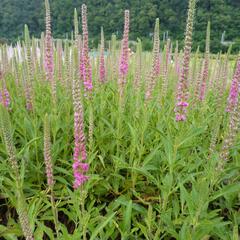 Rozrazil klasnatý 'Red Fox' - Veronica spicata 'Red Fox'