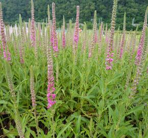 Rozrazil klasnatý 'Red Fox' - Veronica spicata 'Red Fox'