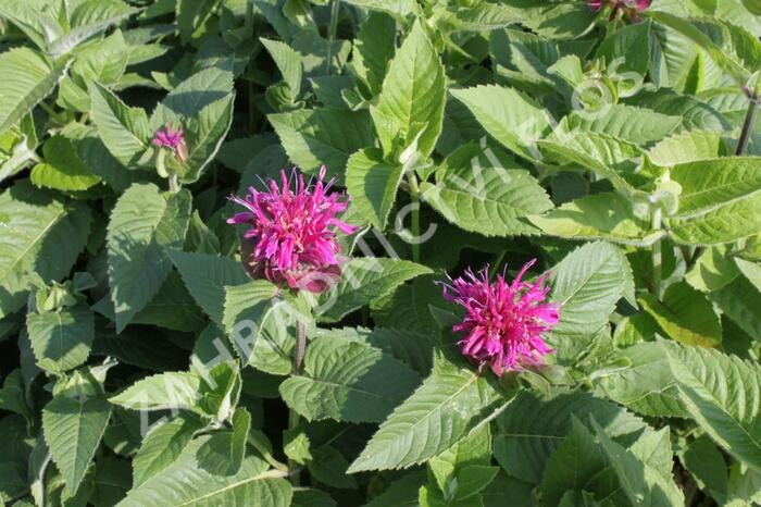 Zavinutka 'Purple Knight' - Monarda hybrida 'Purple Knight'