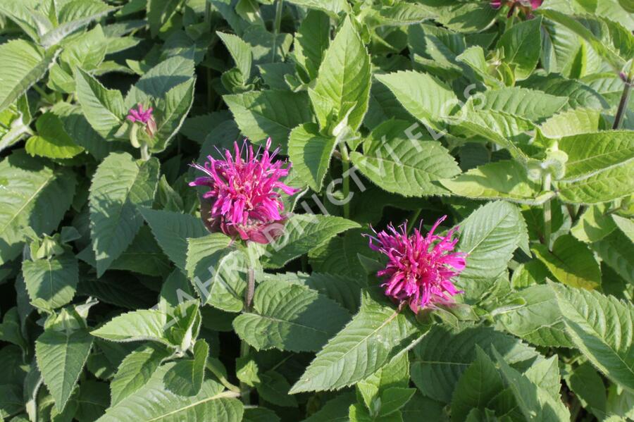 Zavinutka 'Purple Knight' - Monarda hybrida 'Purple Knight'