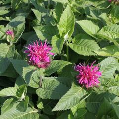 Zavinutka 'Purple Knight' - Monarda hybrida 'Purple Knight'