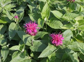 Zavinutka 'Purple Knight' - Monarda hybrida 'Purple Knight'