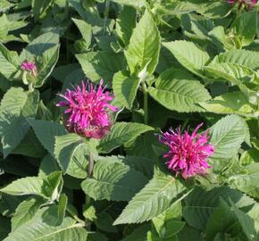 Zavinutka 'Purple Knight' - Monarda hybrida 'Purple Knight'