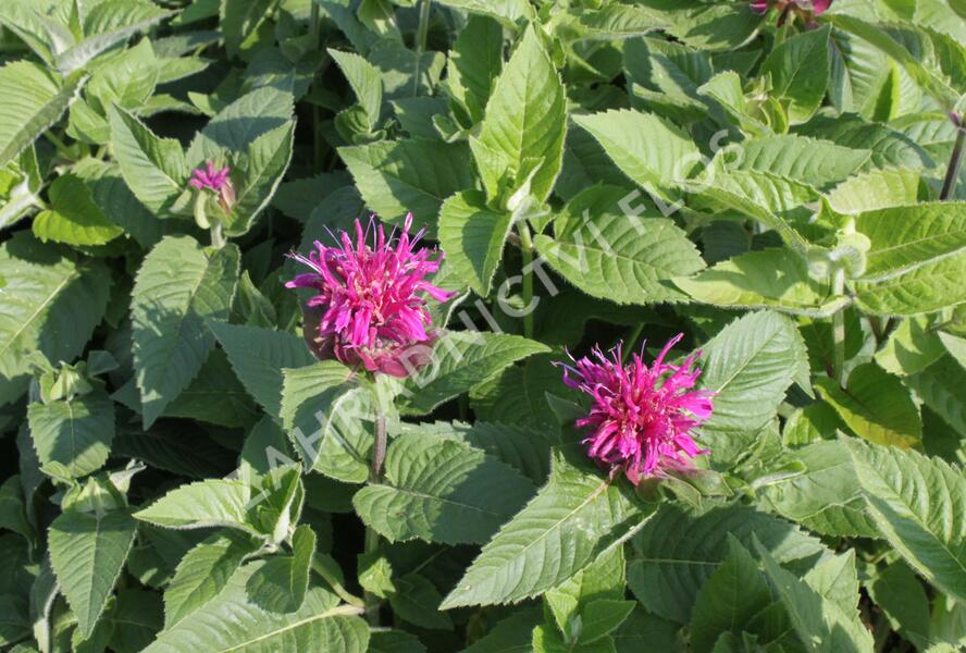 Zavinutka 'Purple Knight' - Monarda hybrida 'Purple Knight'