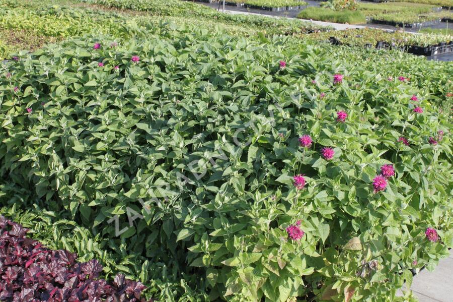 Zavinutka 'Purple Knight' - Monarda hybrida 'Purple Knight'