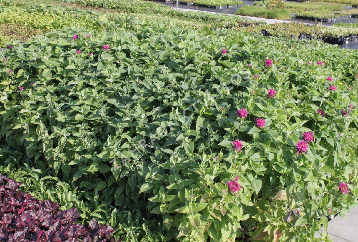 Zavinutka 'Purple Knight' - Monarda hybrida 'Purple Knight'
