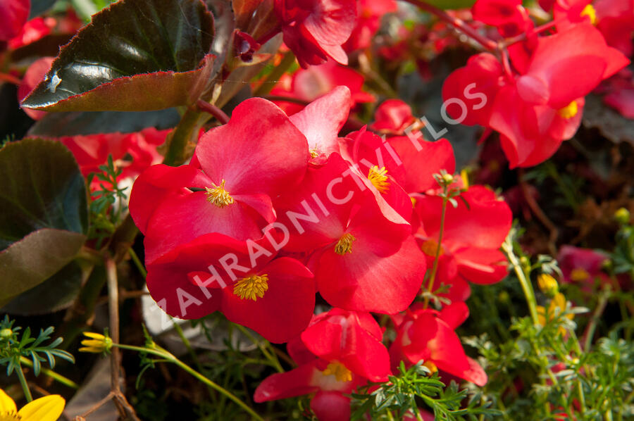 Begónie 'Red with Bronze Leaf' - Begonia benariensis 'Red with Bronze Leaf'