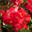 Begónie 'Red with Bronze Leaf' - Begonia benariensis 'Red with Bronze Leaf'