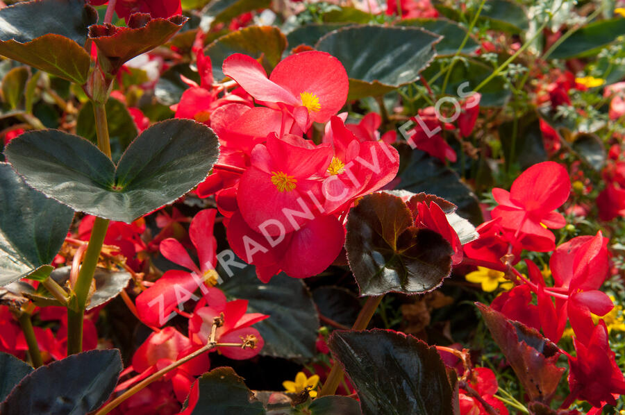 Begónie 'Red with Bronze Leaf' - Begonia benariensis 'Red with Bronze Leaf'