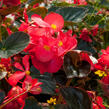 Begónie 'Red with Bronze Leaf' - Begonia benariensis 'Red with Bronze Leaf'