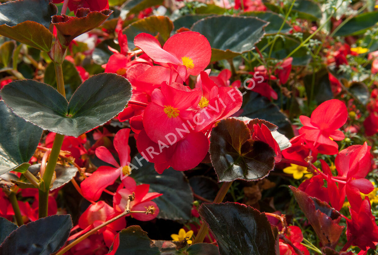 Begónie 'Red with Bronze Leaf' - Begonia bonariensis 'Red with Bronze Leaf'