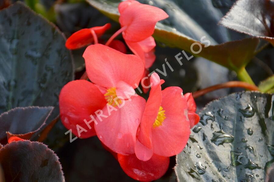 Begónie 'Red with Bronze Leaf' - Begonia benariensis 'Red with Bronze Leaf'