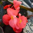 Begónie 'Red with Bronze Leaf' - Begonia benariensis 'Red with Bronze Leaf'