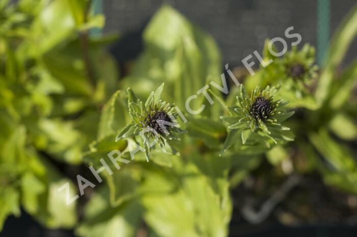 Stokésie 'Honeysong Purple' - Stokesia laevis 'Honeysong Purple'