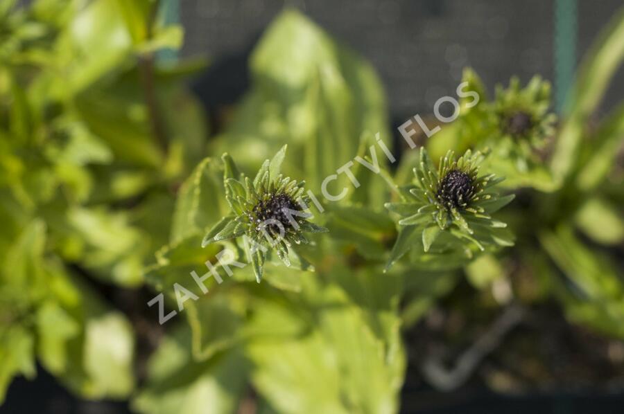 Stokésie 'Honeysong Purple' - Stokesia laevis 'Honeysong Purple'