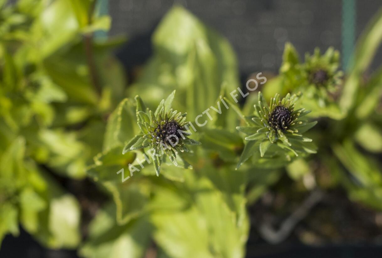 Stokésie 'Honeysong Purple' - Stokesia laevis 'Honeysong Purple'
