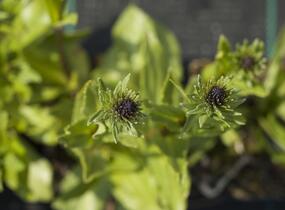 Stokésie 'Honeysong Purple' - Stokesia laevis 'Honeysong Purple'