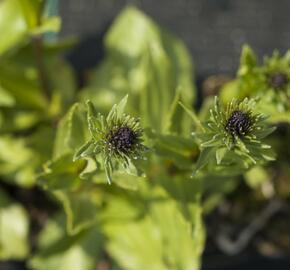 Stokésie 'Honeysong Purple' - Stokesia laevis 'Honeysong Purple'