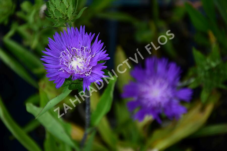 Stokésie 'Honeysong Purple' - Stokesia laevis 'Honeysong Purple'