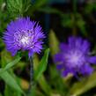 Stokésie 'Honeysong Purple' - Stokesia laevis 'Honeysong Purple'