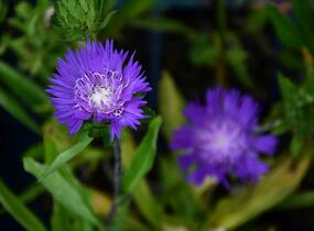 Stokésie 'Honeysong Purple' - Stokesia laevis 'Honeysong Purple'