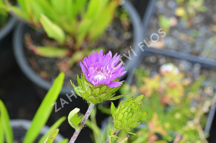 Stokésie 'Honeysong Purple' - Stokesia laevis 'Honeysong Purple'