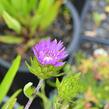 Stokésie 'Honeysong Purple' - Stokesia laevis 'Honeysong Purple'