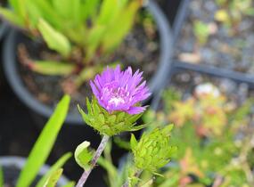 Stokésie 'Honeysong Purple' - Stokesia laevis 'Honeysong Purple'