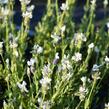 Levandule korunkatá 'Javelin Compact White' - Lavandula stoechas 'Javelin Compact White'