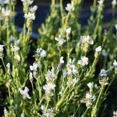 Levandule korunkatá 'Javelin Compact White' - Lavandula stoechas 'Javelin Compact White'