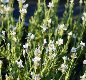 Levandule korunkatá 'Javelin Compact White' - Lavandula stoechas 'Javelin Compact White'