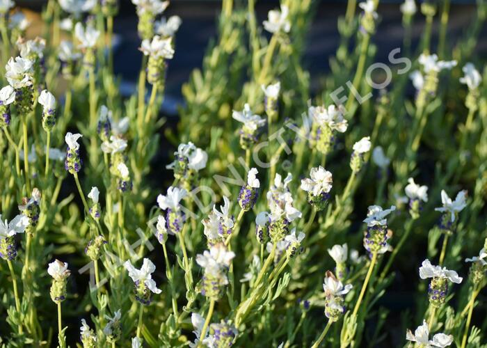 Levandule korunkatá 'Javelin Compact White' - Lavandula stoechas 'Javelin Compact White'