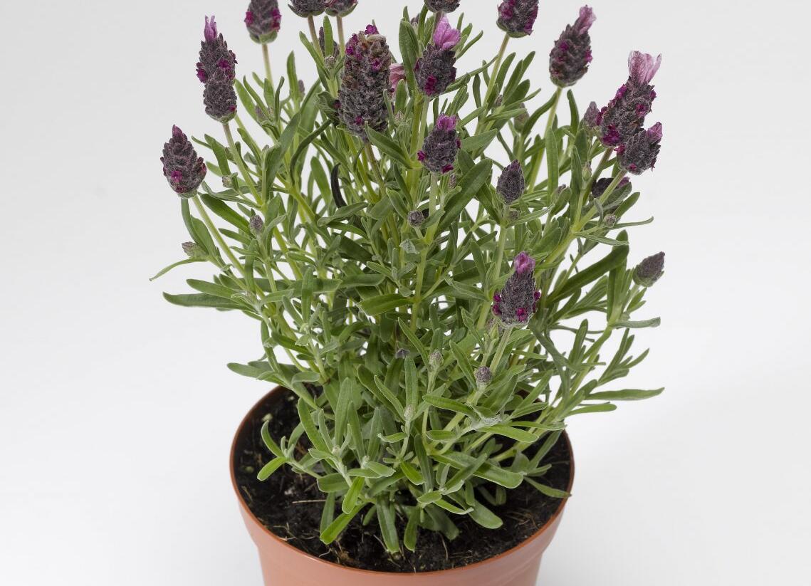 Levandule korunkatá 'Javelin Compact Rose' - Lavandula stoechas 'Javelin Compact Rose'