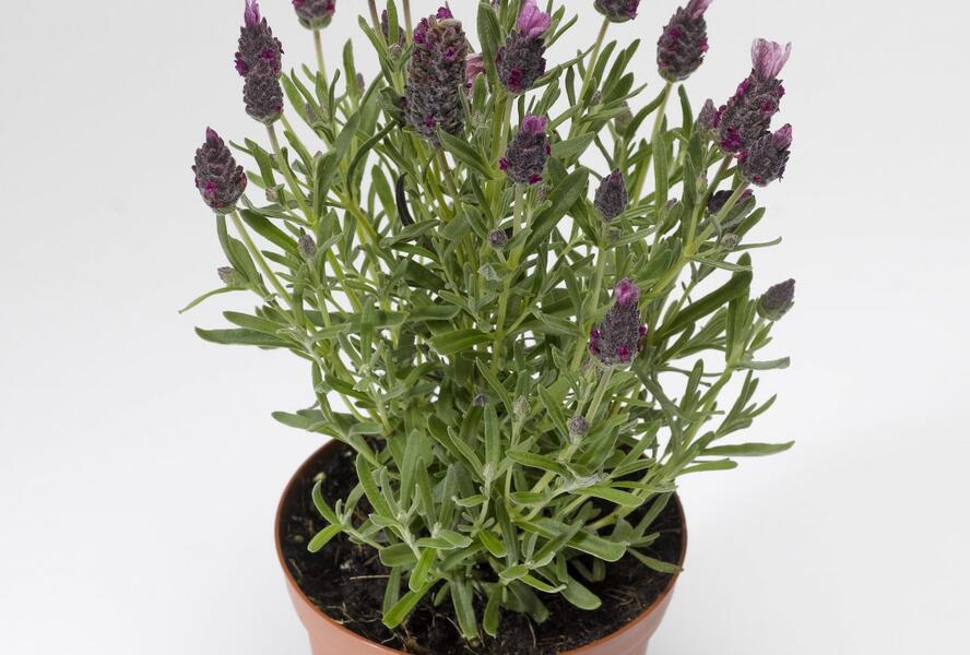 Levandule korunkatá 'Javelin Compact Rose' - Lavandula stoechas 'Javelin Compact Rose'