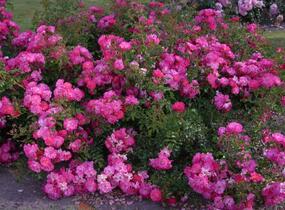 Růže mnohokvětá Kordes 'Neon' - Rosa MK 'Neon'