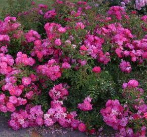 Růže mnohokvětá Kordes 'Neon' - Rosa MK 'Neon'
